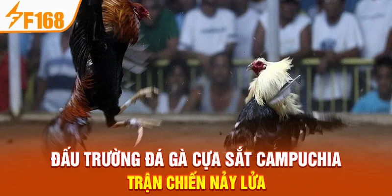 Đấu Trường Đá Gà Cựa Sắt Campuchia – Trận Chiến Nảy Lửa